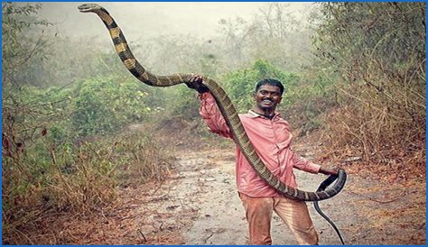 This Indian Guy Has Caught Up To 3000 Snakes Now. You Will Be Scared To See 100 King Cobras And Other Terrifying Images